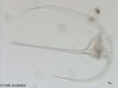 phyto/Bizerte/bizerte_bay/RISCO November 2015/Tripos contortus (Baie_T5-C3-Tripos a identif-11).tif(copy)_thumb.jpg